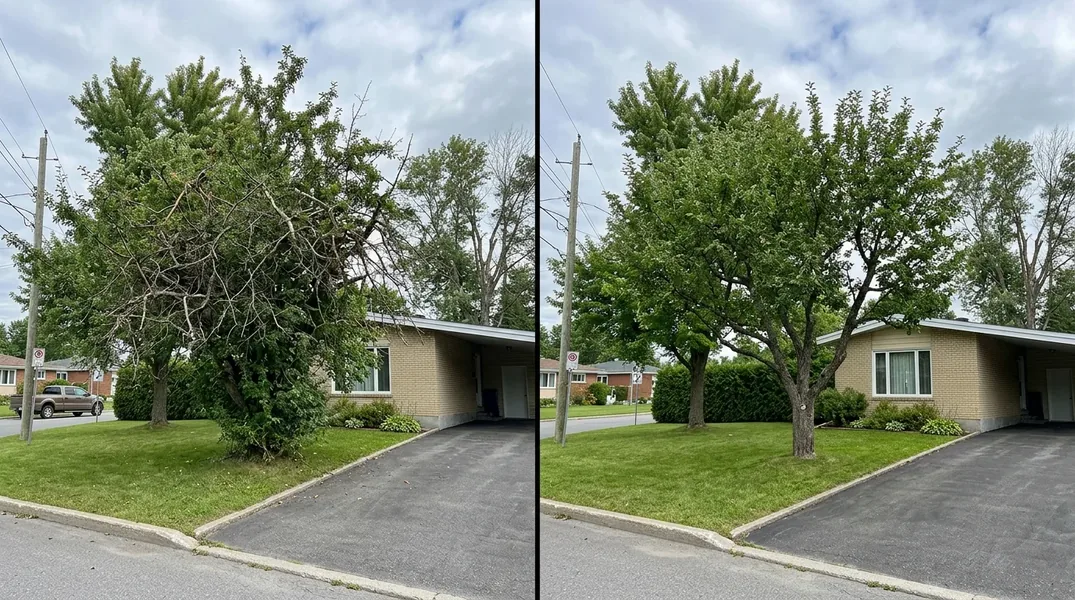 Verglas et vents d'hiver en Mauricie : préparer ses arbres avant décembre