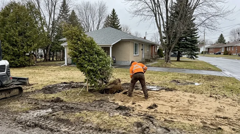Évaluation arboricole et rapport Trois-Rivières